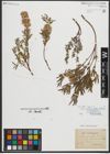 Foto von Salix repens subsp. rosmarinifolia (L.) Andersson